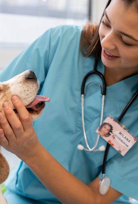 Neste texto, veja a importância do ultrassom dentário veterinário nos consultórios, clínicas e durante os procedimentos cirúrgicos, além de mostrar como ele pode melhorar a saúde bucal dos animais.