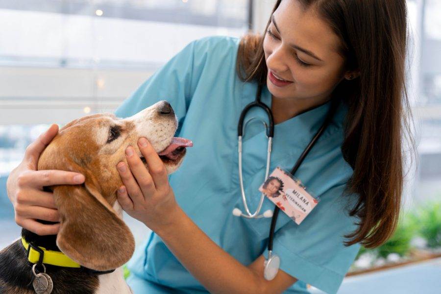 Neste texto, veja a importância do ultrassom dentário veterinário nos consultórios, clínicas e durante os procedimentos cirúrgicos, além de mostrar como ele pode melhorar a saúde bucal dos animais.